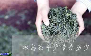 冰岛茶年产量是多少-冰岛茶年产量是多少吨