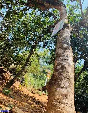 冰岛古树生茶的特点与功效：深度解析800年树龄深山生态古树茶