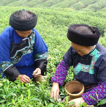 云南黄金叶茶叶是什么茶，探究云南黄金叶茶叶的品种与特点，揭开神秘面纱