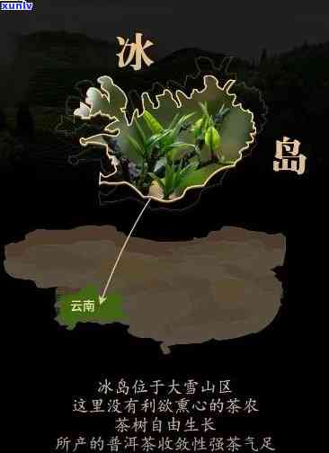 云南冰岛茶产地在哪里？详解其来源、特点及市场价格，属于哪个茶山？