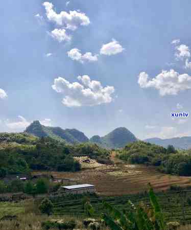 冰岛茶产地在哪个山头，揭秘冰岛茶：产地在哪个山头？