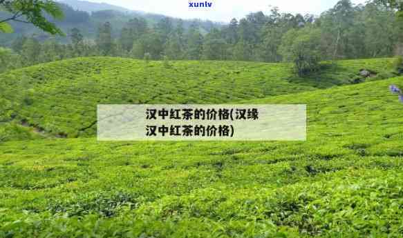 陕西汉茶叶的价格-陕西汉茶叶的价格是多少