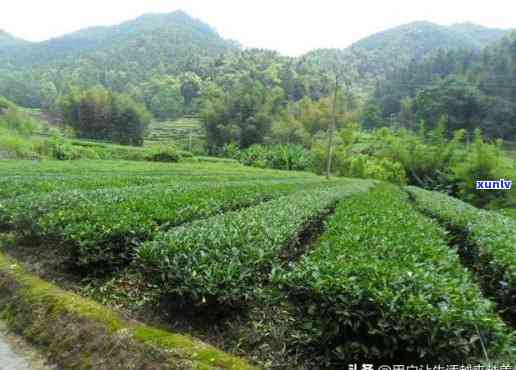 武夷山锦川茶业：简介、贯与茶叶价格全揭秘