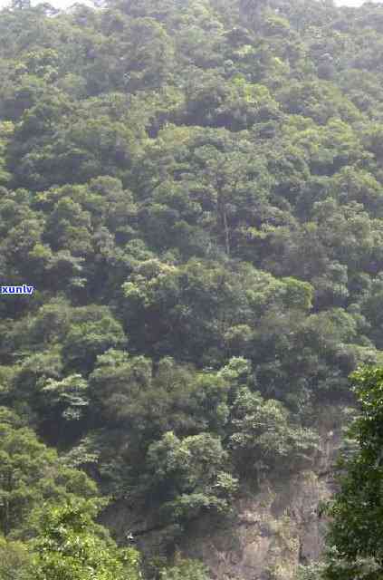 肇庆鼎湖山茶叶价格查询，鼎湖山茶叶价格查询 | 了解肇庆地区最新茶价！