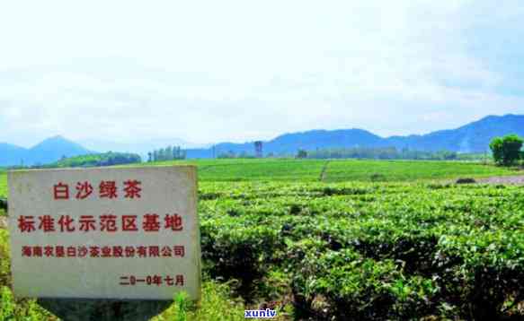 白沙陨石坑茶叶价格-白沙陨石坑茶叶价格表