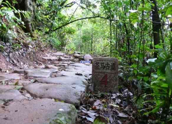 邮寄茶叶到的价格及限制全解析：包括每公斤、每斤的价格，允的更大重量以及快递费用等信息。