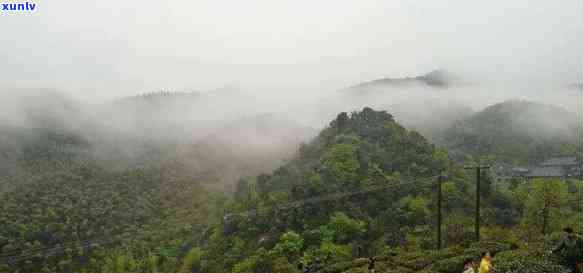 茶陵云阳山茶叶价格-湖南茶陵云阳山