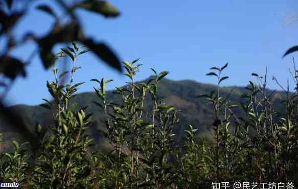 武夷山知己茶业，探索高品质茶叶：深入了解武夷山知己茶业