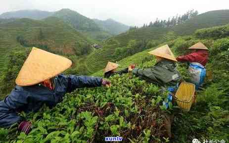 山阳县茶叶公司，探秘中国好茶：山阳县茶叶公司的故事与产品