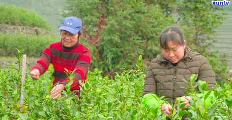 波福泉山茶场，探索波福泉山茶场：品味清新自然的茶叶世界