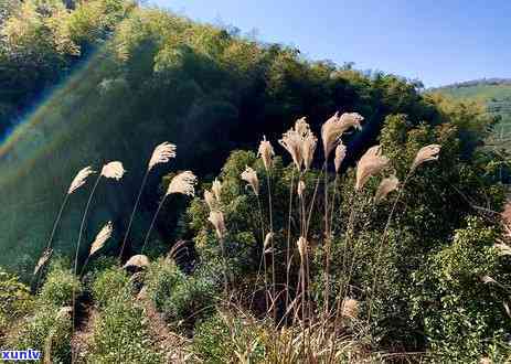 波福泉山茶场，探索波福泉山茶场：品味清新自然的茶叶世界