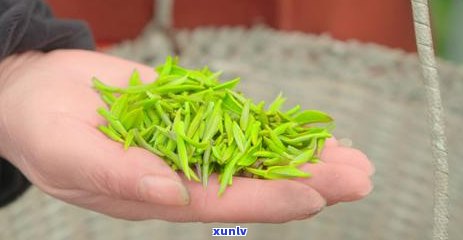 波福泉山茶场，探索波福泉山茶场：品味清新自然的茶叶世界