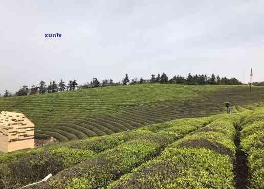 波福泉山茶场，探索波福泉山茶场：品味清新自然的茶叶世界