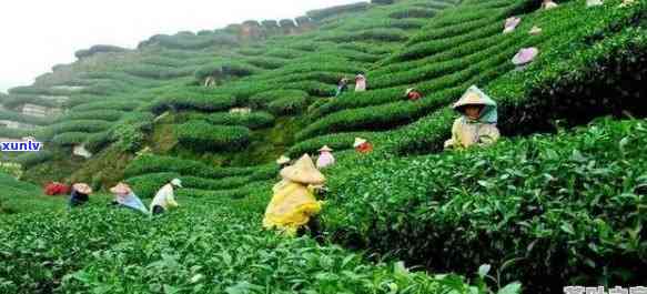 飞凤岭西乡茶叶价格-西乡飞凤岭茶叶