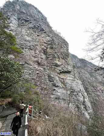 庐山五老峰茶叶价格-庐山五老峰茶叶价格表