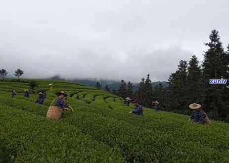 武夷山传释茶叶价格-武夷山的传韵茶价格