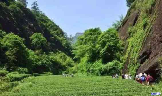 武夷山家茶府，探寻福建名胜：武夷山家茶府的历与文化