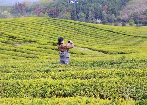 赤壁羊楼洞茶场，探访“赤壁羊楼洞茶场”，感受千年茶文化的魅力