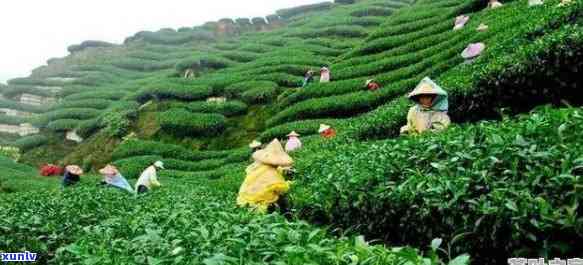 下乡的味道茶叶价格怎么样，探秘下乡味道：茶叶价格全面解析