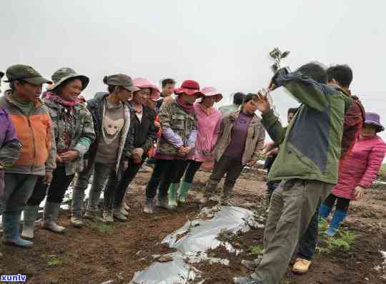 墨脱茶叶怎么样？产地、价格、品种全解析！