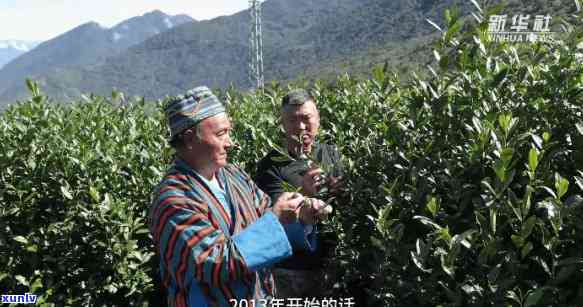 墨脱茶叶：墨脱茶产业的发展与茶叶价格探究