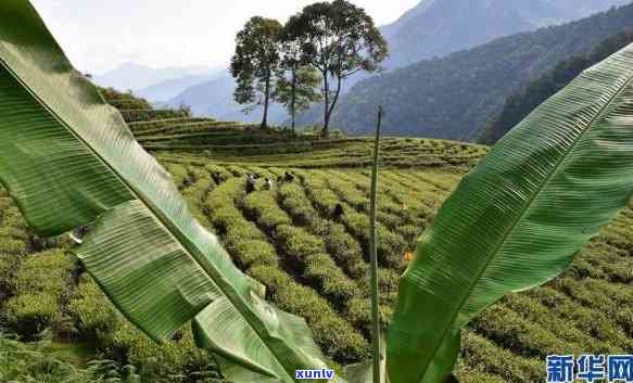 墨脱茶叶：墨脱茶产业的发展与茶叶价格探究