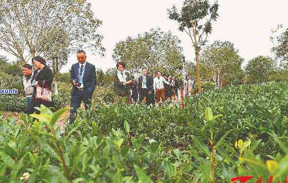 厦门众厦茶叶官网，探索优质茶叶的世界：访问厦门众厦茶叶官网