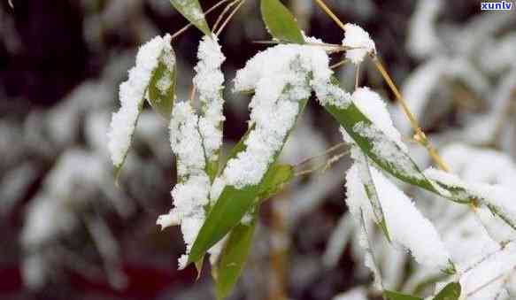 青城山雪竹是竹叶青吗，揭秘青城山雪竹：它是否就是竹叶青？