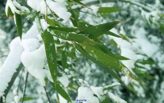 青城山雪竹是竹叶青吗，揭秘青城山雪竹：它是否就是竹叶青？