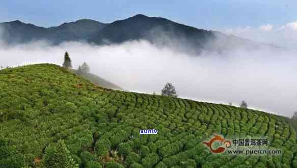 峨眉山雪竹茶叶价格多少？了解最新行情与公司信息