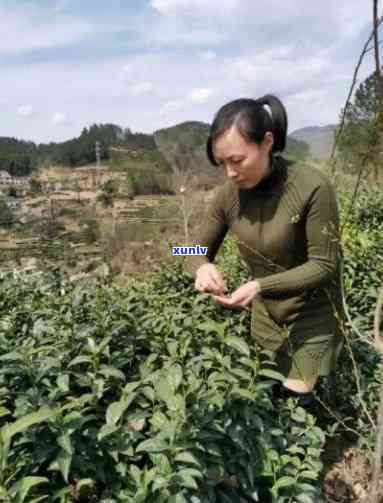 信宜大雾岭野生茶：介绍、作用、绿茶特性、蔗味与泡出黄垢原因