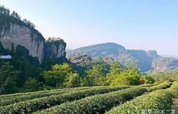 武夷山悦已茶业，探索自然之美：了解武夷山悦已茶业