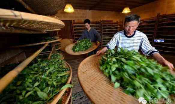 武夷山悦香茶业，品味武夷，领略悦香——探索武夷山悦香茶业的世界