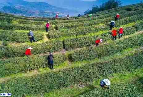 竹溪贡茶王茶叶价格查询，竹溪贡茶王茶叶价格一览，快速查询！