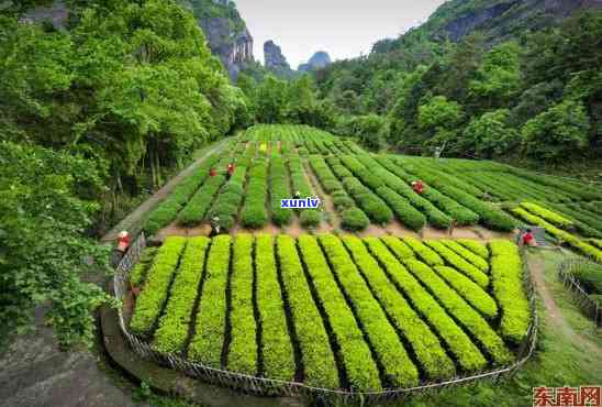 武夷山沐青茶业，探索自然韵味：品味武夷山沐青茶业的茶叶之旅