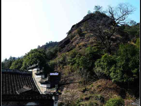 武夷山沐青茶叶价格-武夷山沐青茶叶价格表