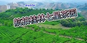 阳朔七仙峰茶叶价格表：最新行情与景区介绍