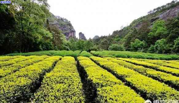 武夷山千枞茶叶价格查询，最新！武夷山千枞茶叶价格全揭秘