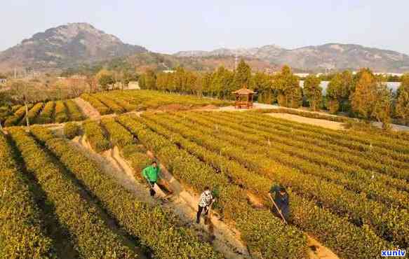 山东临沭春山茶场，探访山东临沭春山茶场，品味清新自然的茶园风情