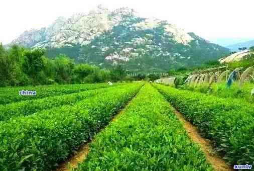 山东临沭春山茶场，探访山东临沭春山茶场，品味清新自然的茶园风情