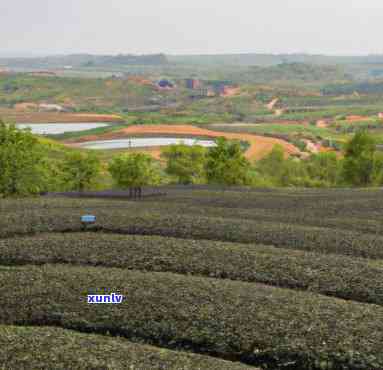 山东临沭春山茶场，探访山东临沭春山茶场，品味清新自然的茶园风情