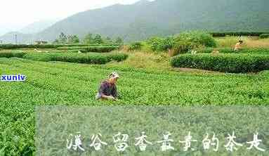 茶叶溪谷留香的价格-茶叶溪谷留香的价格是多少