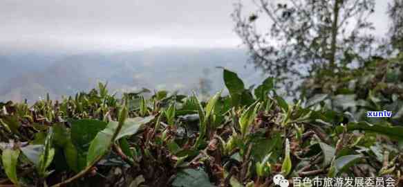 紫云山春白茶，品尝春天的滋味：紫云山春白茶的魅力