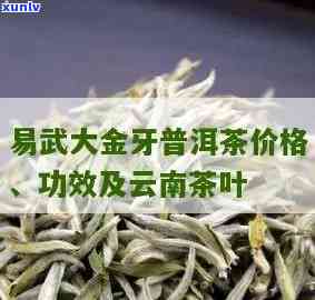 大金牙茶叶每斤价格-大金牙茶叶每斤价格多少