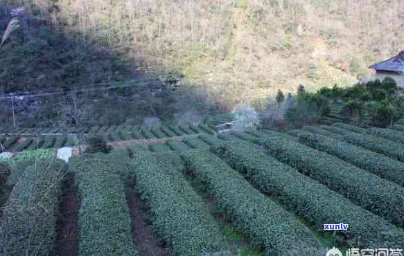 五峰水浕司茶叶价格-五峰水浕司有哪些茶厂