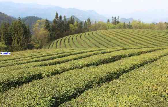 五峰水浕司茶叶价格-五峰水浕司有哪些茶厂