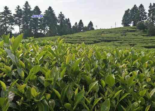 武夷山琪明茶厂：科学种植 大红袍茶米优质出品