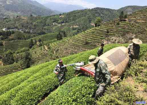 武夷山琪明茶厂：科学种植 大红袍茶米优质出品