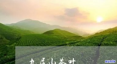 九层山茶叶属于什么茶，揭秘九层山茶叶：它属于哪种茶类？