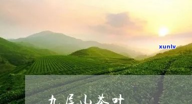 九层山茶叶S9价格-九层山茶叶s9价格多少